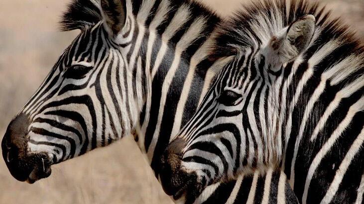 Rüyada Zebra Görmek Ne Anlama Gelir ? Tabiri Nedir