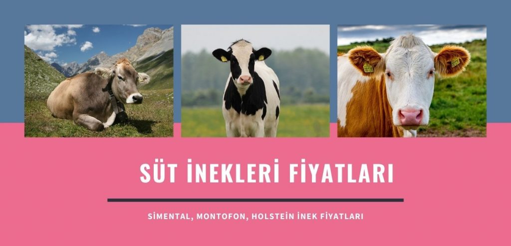 Simental Montofon Holstein İnek Fiyatları 30 Kilo Veren Süt İnekleri