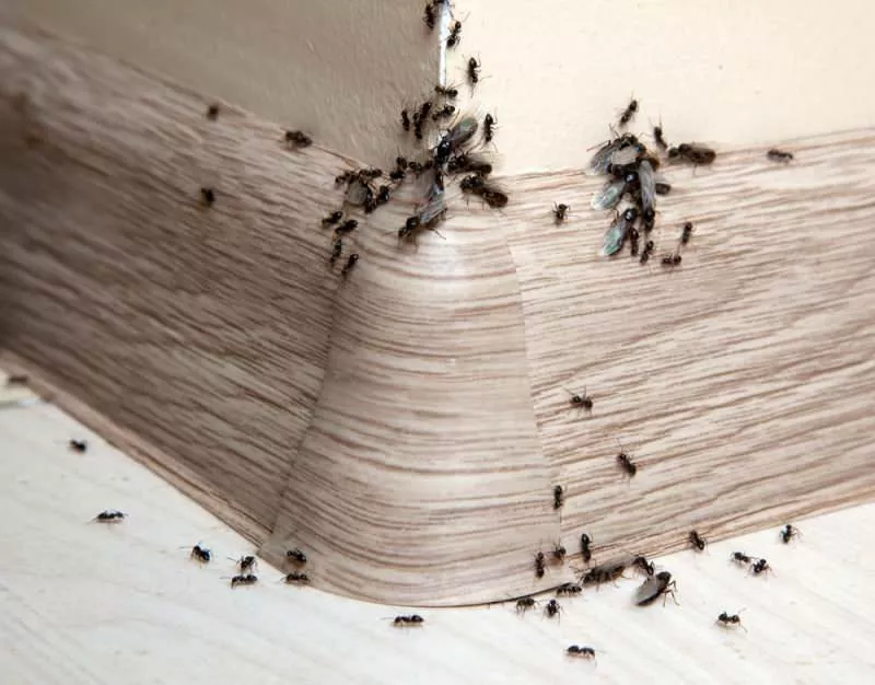 Evden Karınca Nasıl Kovulur