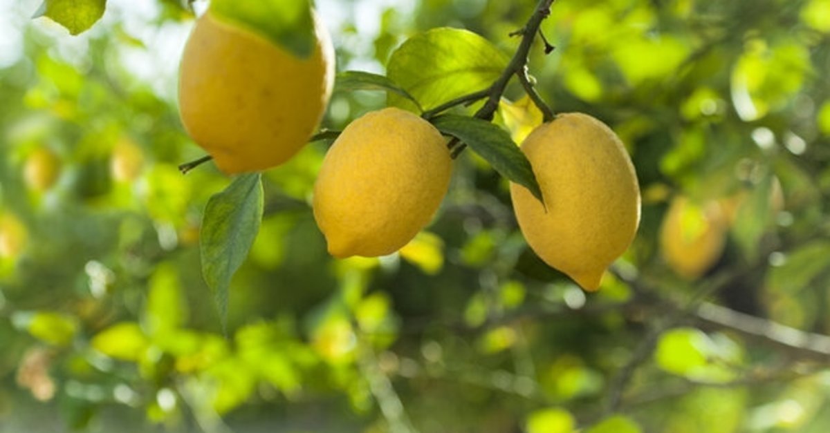 Aşısız Limon Meyve Verir mi ?